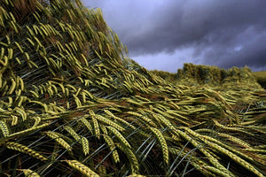 Νέα πρωτοποριακή τεχνική αγροτικής καλλιέργειας σε συνθήκες σκότους