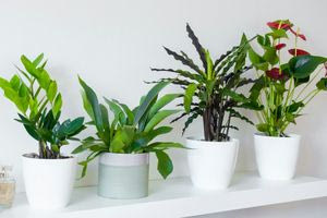 Φυτά εσωτερικού χώρου: Με αυτούς τους 5 κανόνες φροντίδας δεν θα ξεραθούν ποτέ