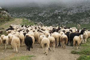 Εντατικοί έλεγχοι για την πρόληψη της ζωοκλοπής – Συνελήφθησαν 12 άτομα