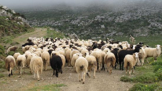 Εντατικοί έλεγχοι για την πρόληψη της ζωοκλοπής – Συνελήφθησαν 12 άτομα