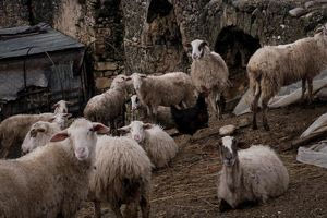 Ευλογιά των προβάτων: Νέα παράταση των μέτρων ανακοίνωσε η Περιφέρεια