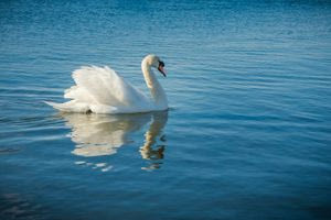 Ένας μοναχικός κύκνος στον Θερμαϊκό