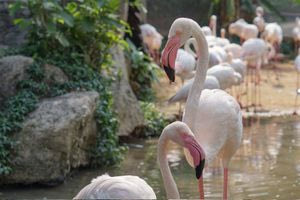 Τυνησία: Δέκα φλαμίνγκο διασώθηκαν από λαθρέμπορους
