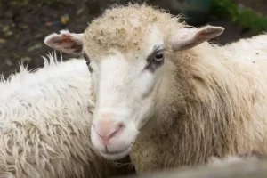 Ηνωμένο Βασίλειο: Πρώτο κρούσμα γρίπης των πτηνών σε πρόβατο