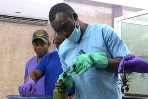 Νιγηρία: Φάρμα «αρμέγει» σκορπιούς για το δηλητήριό τους