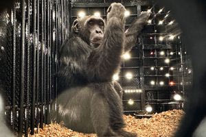 Κολομβία: Ο τελευταίος αιχμάλωτος χιμπατζής μπήκε στο αεροπλάνο της ελευθερίας