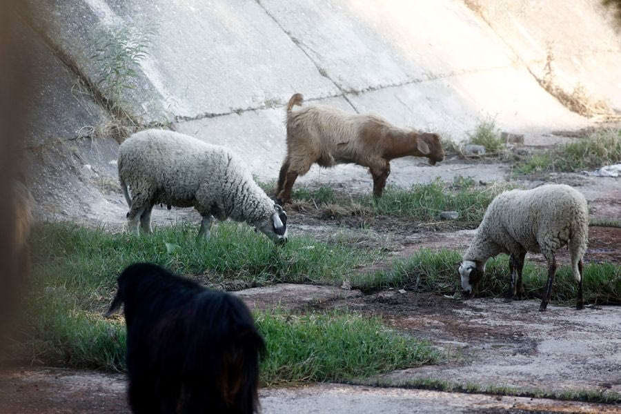 Κραυγή απελπισίας για την αδέσποτη βόσκηση: Η αστυνομία τους συλλαμβάνει και οι παραβάτες αφήνονται ελεύθεροι
