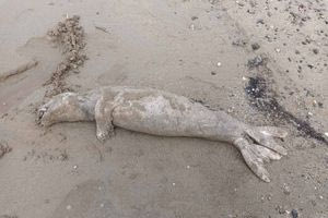 Νεκρή φώκια ξεβράστηκε σε παραλία της Κισσάμου