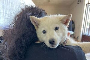 270 στειρώσεις ζώων σε έξι ημέρες στο Δήμο Μινώα Πεδιάδος!