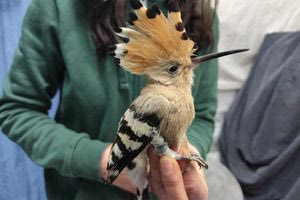 Για νοσηλεία στην Αθήνα ο πρώτος τσαλαπετεινός- ασθενής από την Κρήτη της σεζόν