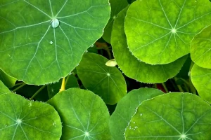 Αυτό το άγριο βότανο θεωρείται το πιο υγιεινό λαχανικό στον κόσμο και μεγαλώνει τώρα τον Μάρτιο