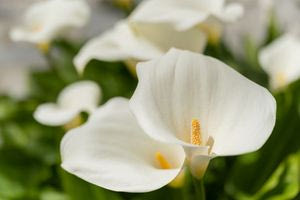 Έφυγε από τη ζωή η Λία Καρέλλη