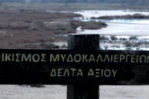 Θεσσαλονίκη: Ολική καταστροφή των μυδοκαλλιεργειών λόγω κλιματικής κρίσης