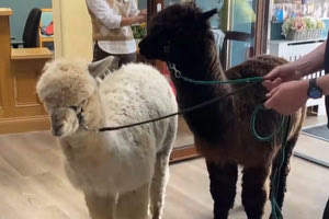 Nέα τάση στη ζωοθεραπεία: Αλπάκα αντί σκύλων στην Ιρλανδία για την βοήθεια ηλικιωμένων και ΑΜΕΑ