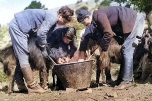 Παραδοσιακό άρμεγμα τη δεκαετία του ’40
