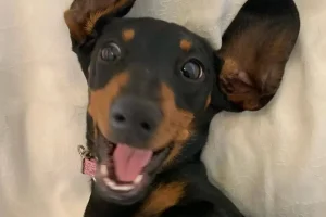 Η απίστευτη ιστορία της Valerie: Το σκυλί-λουκάνικο (dachshund) που επιβίωσε στην έρημο για 16 μήνες!