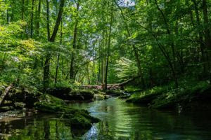 Παγκόσμια Ημέρα Δασών: Οι χώρες με τη μεγαλύτερη δασική κάλυψη – Η θέση της Ελλάδας