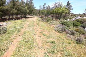 Βρήκαν μπιτόνι με βενζίνη στο δάσος της Κέρης