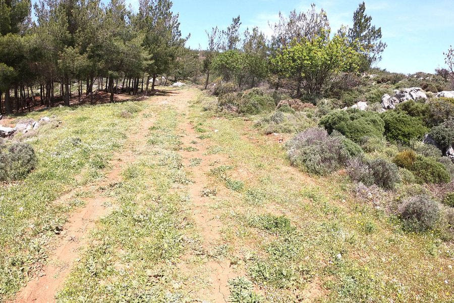 Βρήκαν μπιτόνι με βενζίνη στο δάσος της Κέρης