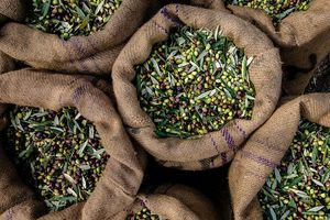 Διήμερη γιορτή για την ελιά στην Άνω Βιάννο