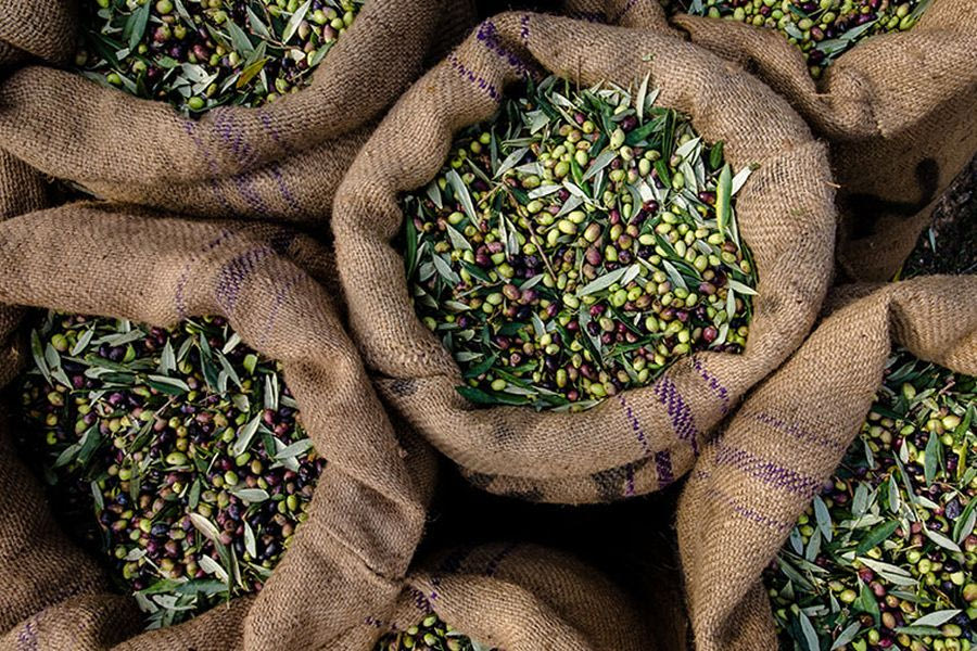 The Olive Legend Group: Η συμμετοχή στη Food Expo και η στρατηγική ανάπτυξης