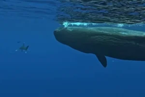 Η στιγμή που φάλαινες σώζουν δύτη από καρχαρία