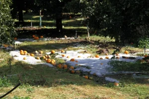 Θερμοκήπια και αντιχαλαζιακά «ασπίδα» των αγροτών στα καιρικά φαινόμενα