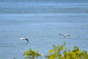 Κρούσμα της γρίπης των πτηνών στη λίμνη Κερκίνη – Ποια μέτρα προβλέπονται