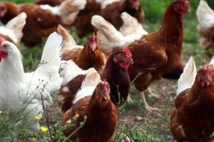 Γιατί στη Γαλλία μοιράζουν δωρεάν κότες – Πώς το να έχεις κοτέτσι κάνει καλό στον πλανήτη