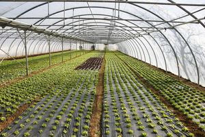 Ενισχύoνται οι επενδύσεις στα θερμοκήπια