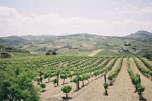 Γιατί συρρικνώνεται ο κρητικός αμπελώνας