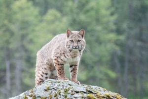 ΗΠΑ: Απειλούμενοι με εξαφάνιση λύγκες απέκτησαν κομμάτι γης χάρη σε ΜΚΟ