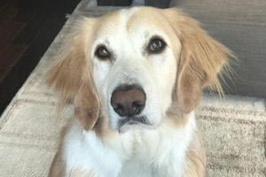 Ο αλυσοδεμένος Caprice ήταν η αφορμή