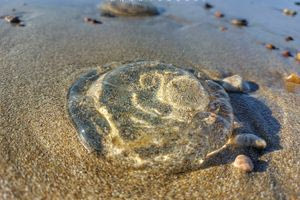 Οι “μέδουσες του φεγγαριού” έκαναν την εμφάνισή τους σε παραλίες του Ηρακλείου