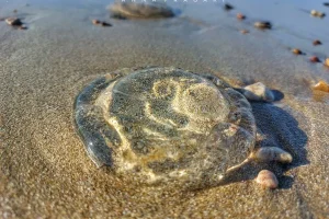 Moon Jellyfish Spotted Along Heraklion’s Beaches
