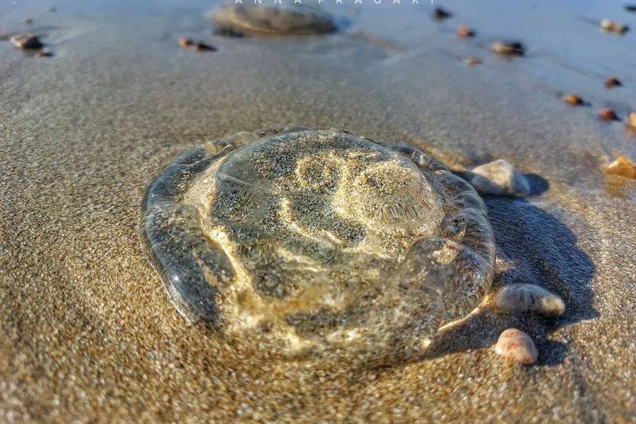 Moon Jellyfish Spotted Along Heraklion’s Beaches