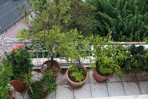 «Πρασινίζουμε τον κήπο ή το μπαλκόνι μας»