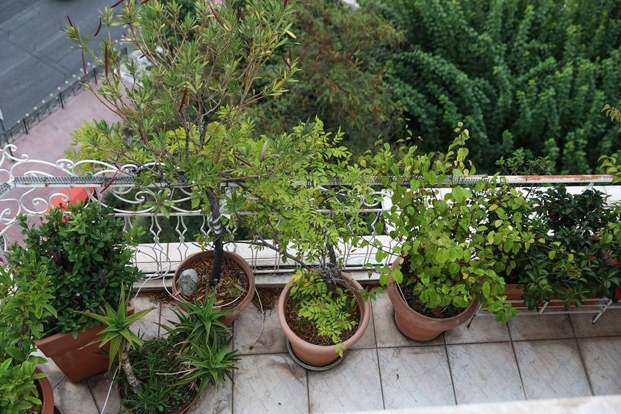 «Πρασινίζουμε τον κήπο ή το μπαλκόνι μας»
