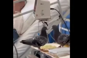 Αδιανόητες εικόνες: Περιστέρια τρώνε το φαγητό των ασθενών στον «Ερυθρό Σταυρό»