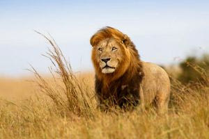 Λιοντάρι σκότωσε 14χρονη κοντά στο Ναϊρόμπι