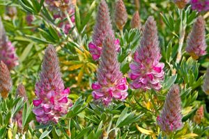 Το πανέμορφο λουλούδι που ανθίζει μόνο στην Κρήτη τον Απρίλιο (φωτογραφίες & video)