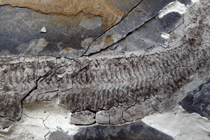 «Ένα θαύμα χωρίς πόδια και κεφάλι»: Το απολίθωμα – γρίφος 444 εκατ. ετών