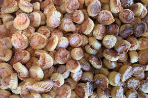 Οι Πασχαλινές γλυκές τυρόπιτες της Τήνου