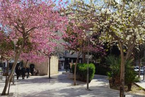 Ο ολάνθιστος Κουμπές