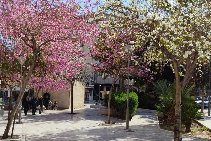 Ο ολάνθιστος Κουμπές