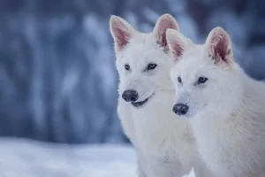 Ο Ανταρόλυκος επιστρέφει: Πώς επιστήμονες «ανέστησαν» ένα προϊστορικό ζώο που εξαφανίστηκε πριν 13.000 χρόνια