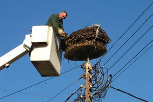 Μια… φωλιά πουλιού άφησε χωρίς ρεύμα την Ιεράπετρα!