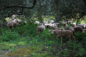 Στην ΕΛ.ΑΣ. ξανά η αρμοδιότητα της επιβολής προστίμων για αγροζημίες από ανεπιτήρητα ζώα