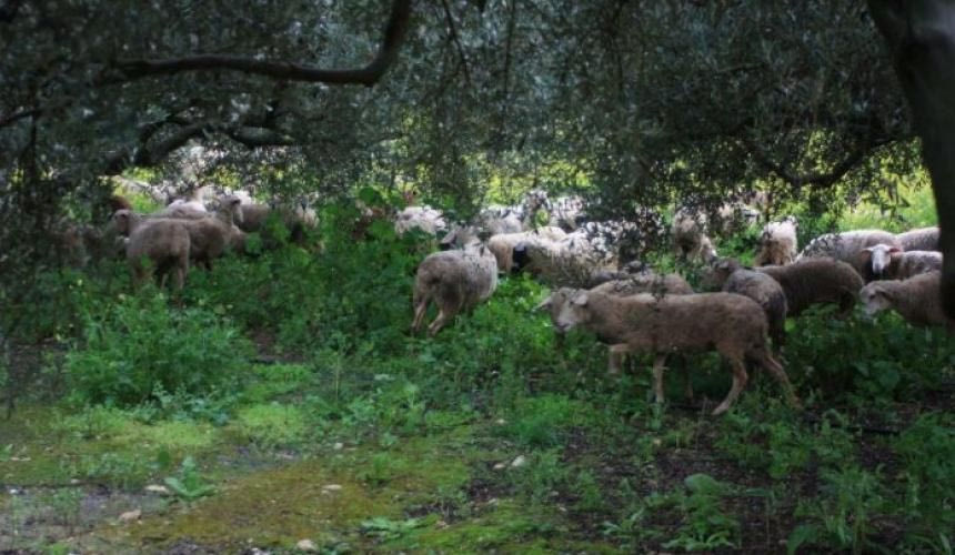 Στην ΕΛ.ΑΣ. ξανά η αρμοδιότητα της επιβολής προστίμων για αγροζημίες από ανεπιτήρητα ζώα