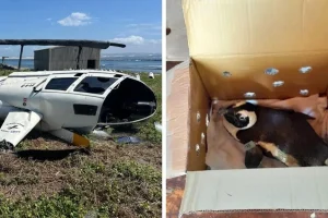 Πιγκουίνος «προκάλεσε» συντριβή ελικοπτέρου